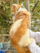 Exotic And Traditional Persian Male.